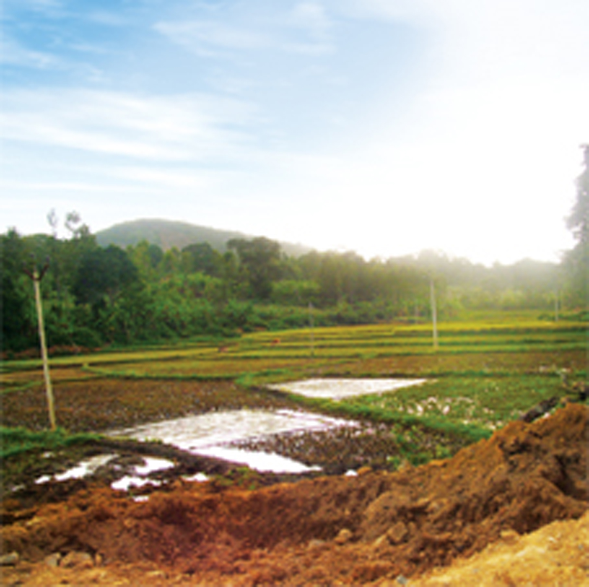 Changing Forest Carbon